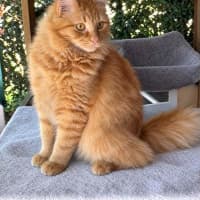 Photo of Gypsy