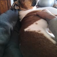 Photo of Draco