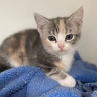 Photo of Paris (9951)