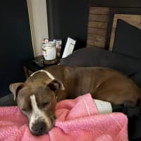 Photo of Tilly "Foster To Adopt"