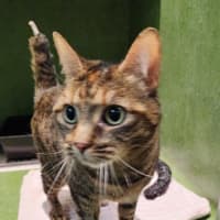Photo of Belle