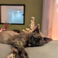 Photo of Sheeba