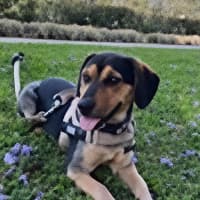 Photo of Mini   3 Year Old Beagle X Cattle Dog