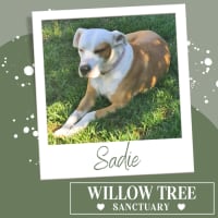 Photo of Sadie
