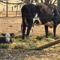 Photo of Willow And Hazel