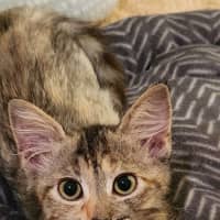 Photo of Charlie   4 Month Old Domestic Medium Hair