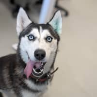 Photo of 🎠 Medusa 6366 🎠 (Happily Adopted 🥰)