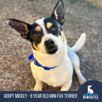 Photo of Mickey   6 Year Old Mini Fox Terrier