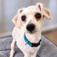 Photo of Alfie