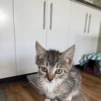 Photo of Jackson   Available 5/1/2026