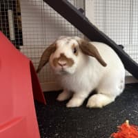 Photo of Bikky