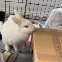 Photo of Fluffball Mc Gee