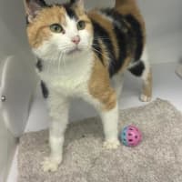 Photo of Shamrock