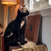Photo of Jaggar