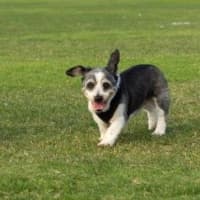 Photo of Gizmo Peggotty