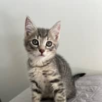 Photo of Roll
