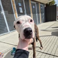 Photo of Patch! 🧩