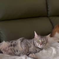 Photo of Dusty  (Empty The Nest $50 Adoption Special )