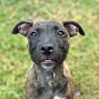 Photo of Gertie