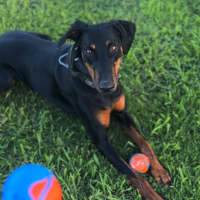 Photo of Ms Z Von Dobermann