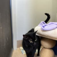Photo of Luna