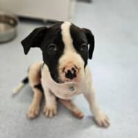 Photo of Boh
