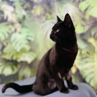 Photo of Desdemona Salem   Located In Preston