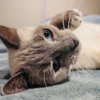 Photo of Indi