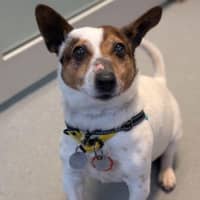 Photo of Otis