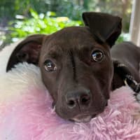 Photo of Pixie