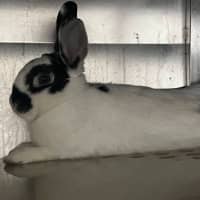 Photo of Bessie *Meet Me At Petstock Milperra*