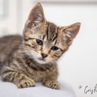 Photo of Angel