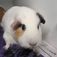 Photo of Cinnamon (Bonded With Crispy)