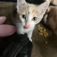 Photo of Nala