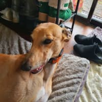 Photo of Roxy