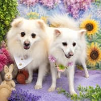 Photo of Winter & Spring