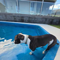 Photo of Indi   1.5 Year Old Staffy
