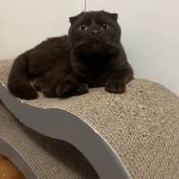 Photo of Yoshi