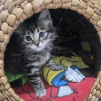 Photo of Taffy