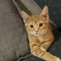 Photo of Cheeto