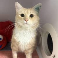 Photo of Cheddar