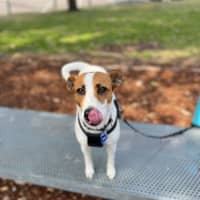 Photo of Mila   5 Year Old Jack Russell Terrier X