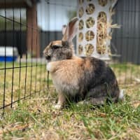 Photo of Hopper Melbourne