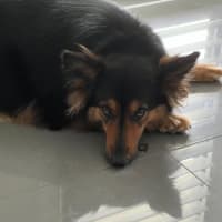 Photo of Piper   5 Year Old Shepherd X Border Collie