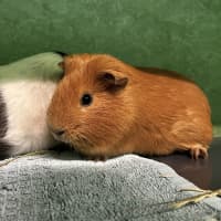 Photo of Buzz (Bonded To Bell)