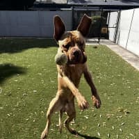 Photo of Milo