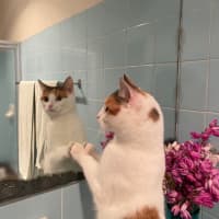 Photo of Daisy