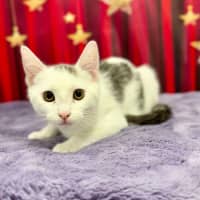 Photo of Bruce   Located In Blackburn North