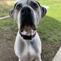 Photo of Snoop