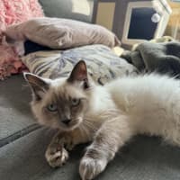 Photo of Wren